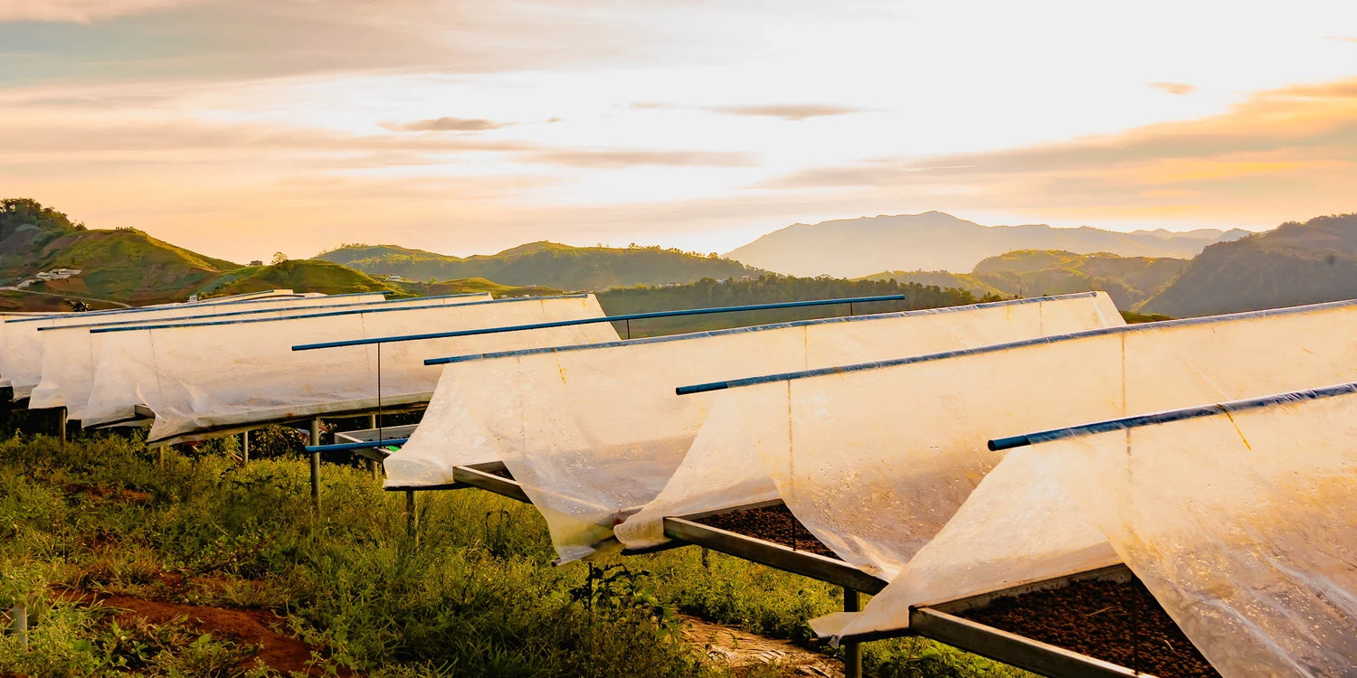 coffee drying beds in the mountains of Davao Del Sur